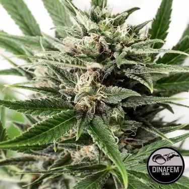 Blue Amnesia XXL Auto fem. de Dinafem - GB The Green Brand