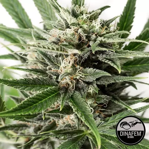 View Blue Amnesia XXL Auto fem. de Dinafem - GB The Green Brand