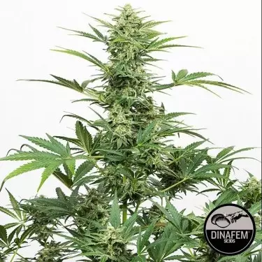 Industrial Plant Auto CBD de Dinafem - Grow Barato