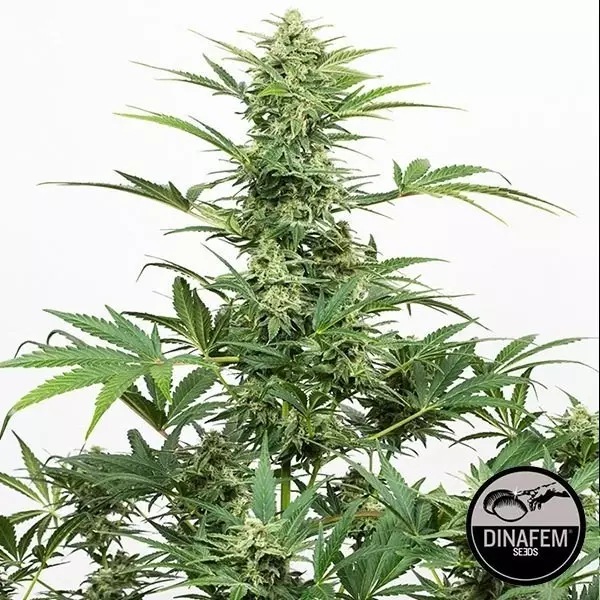 View Planta Indotrial Auto CBD de Dinafem - GB The Green Brand
