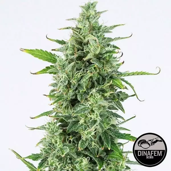 View OG Kush Autoflowering CBD