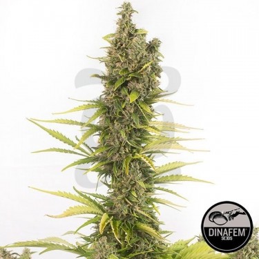 Amnesia Autoflowering CBD Cannabis Plant