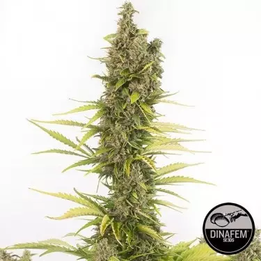 Amnesia Autoflowering CBD Cannabis Plant