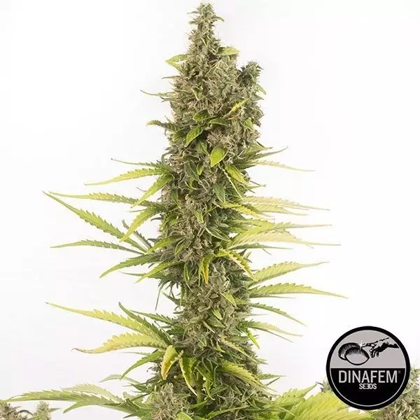 View Amnesia Autoflowering CBD de Dinafem Auto - Grow Barato
