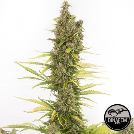 Amnesia Autoflowering CBD de Dinafem Auto - Grow Barato