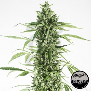 Moby Dick XXL Autoflowering Plante de marijuana