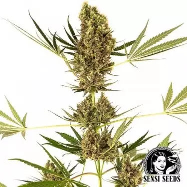 Alpine Delight CBD Auto de Sensi Seeds. - Grow Barato