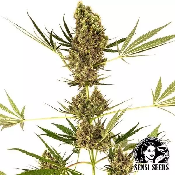 View Alpine Delight CBD Auto de Sensi Seeds. - Grow Barato