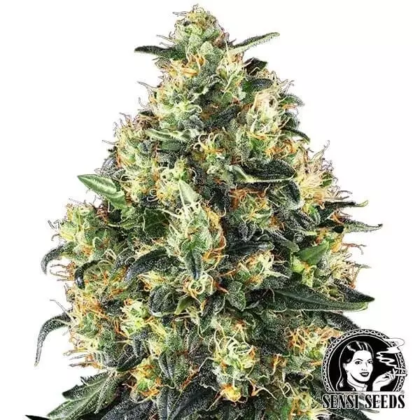 Super Skunk Auto Sensi Seeds feminizada - GB The Green Brand