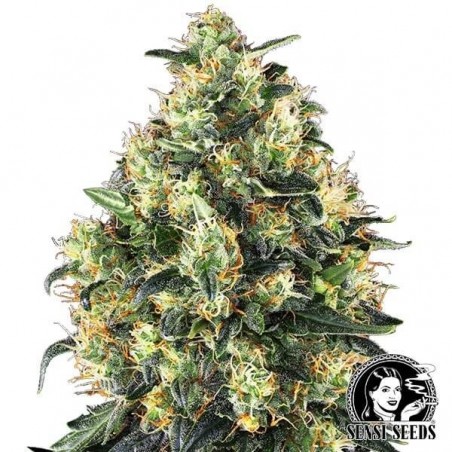 Super Skunk Autofloreciente Sensi Seeds