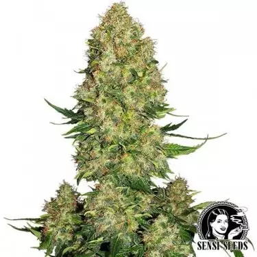 Skunk 1 Auto de Sensi Seeds automática - Grow Barato