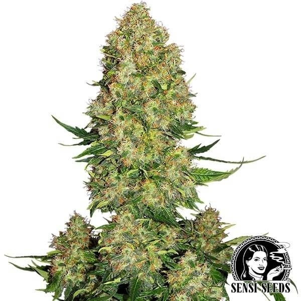 View Skunk 1 Auto de Sensi Seeds automática - Grow Barato