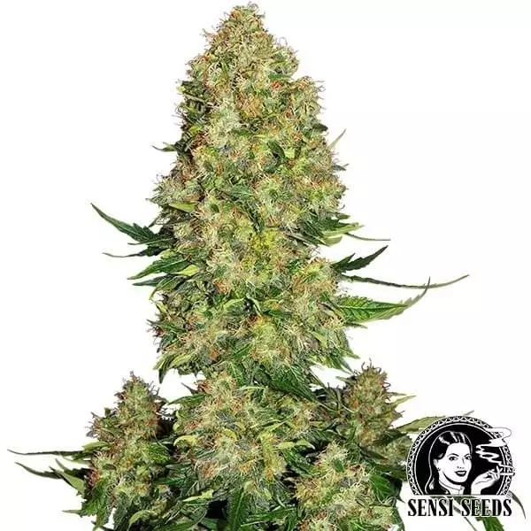 View Skunk 1 Auto de Sensi Seeds automática - Grow Barato