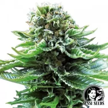 Northern Lights Autofloreciente Sensi Seeds