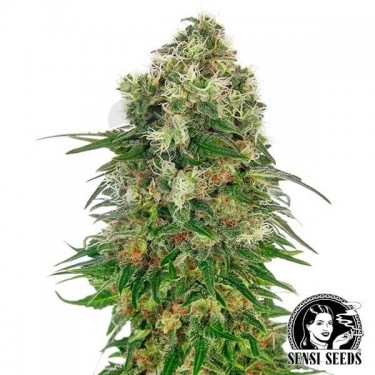 Plante de cannabis Shiva Skunk Automatic
