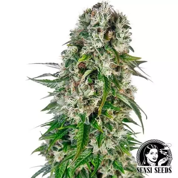 View Big Bud Automatic de Sensi Seeds Bank - Grow Barato
