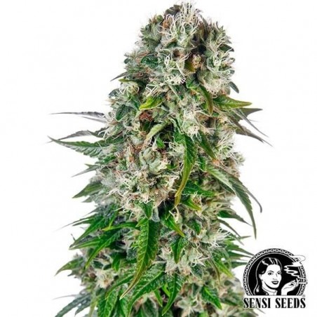 Big Bud Automatic de Sensi Seeds Bank - Grow Barato