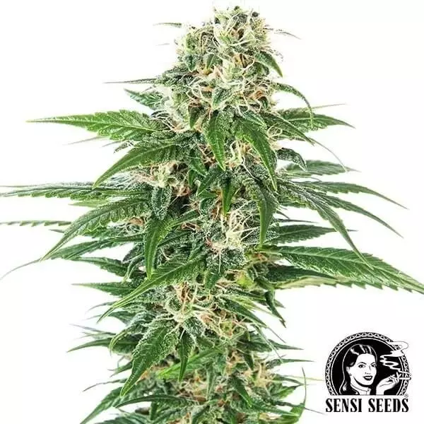 View Early Skunk Automático por Sensi Seeds - GB The Green Brand
