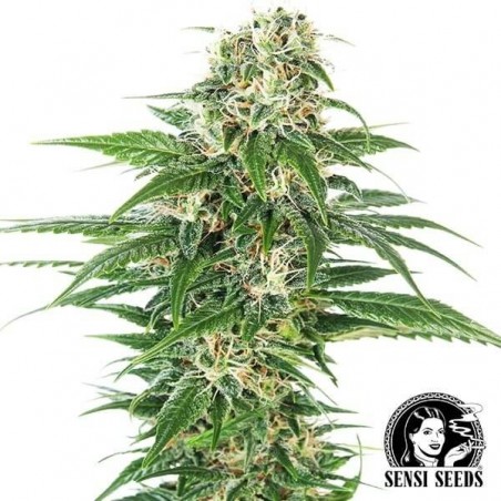 Early Skunk Automatic de Sensi Seeds - Grow Barato