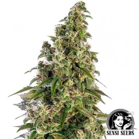 Afghani1 Automatic