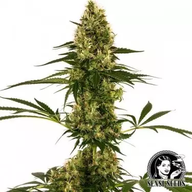 Blue Bullet Auto Sensi Seeds cepa #119 Auto - Grow Barato