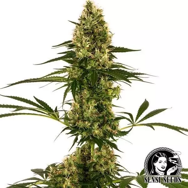 View Blue Bullet Auto Sensi Seeds cepa #119 Auto - Grow Barato