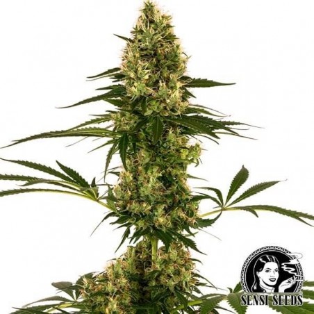 Blue Bullet Auto Sensi Seeds cepa #119 Auto - Grow Barato