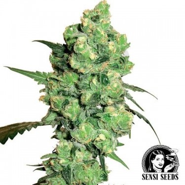 Super Skunk marijuana plant