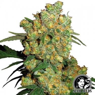 Big Bud marijuana plant