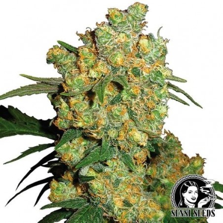 Big Bud de Sensi Seeds | Semillas feminizadas