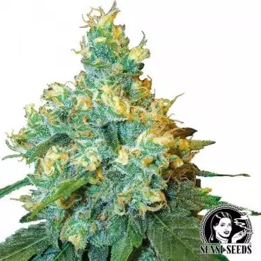 Feminized Jack Herer Cannabis Plant