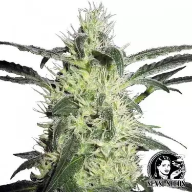 Silver Haze de Sensi Seeds | GB The Green Brand