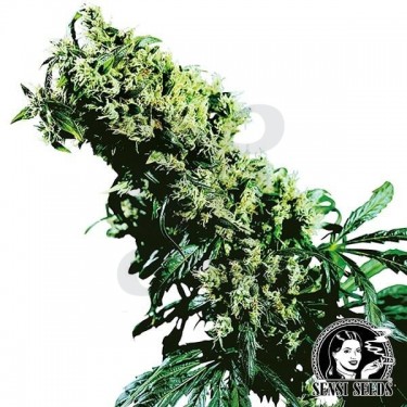 NL 5 x Haze cannabis plant