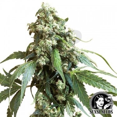 Jack Flash 5 cannabis plant