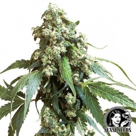 Jack Flash 5 de Sensi Seeds feminizada - Grow Barato