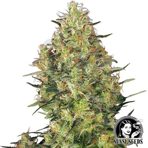 Shiva Skunk marijuana plant