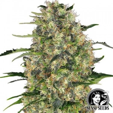 Black Domina Cannabis Plant