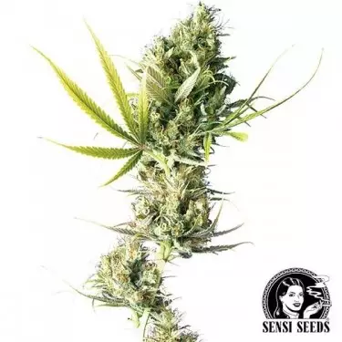 Durban by Sensi Seeds - Grow Barato