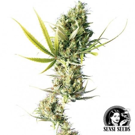 Durban Sensi Seeds