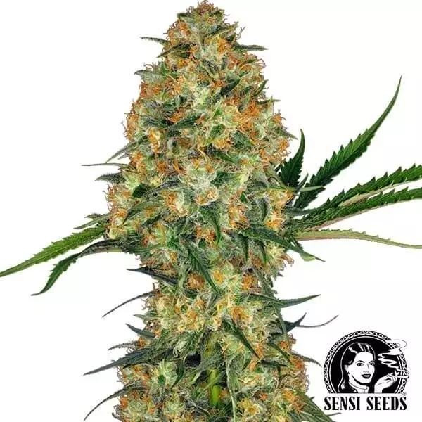 Hindu Kush Cannabis Plant