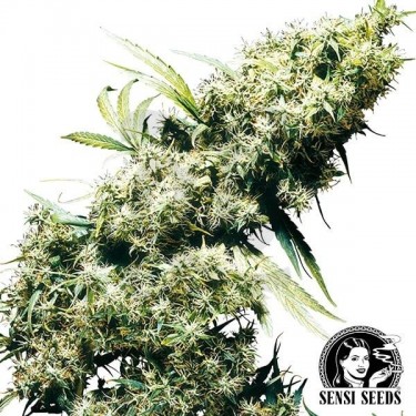 Jamaican Pearl Cannabis Plant
