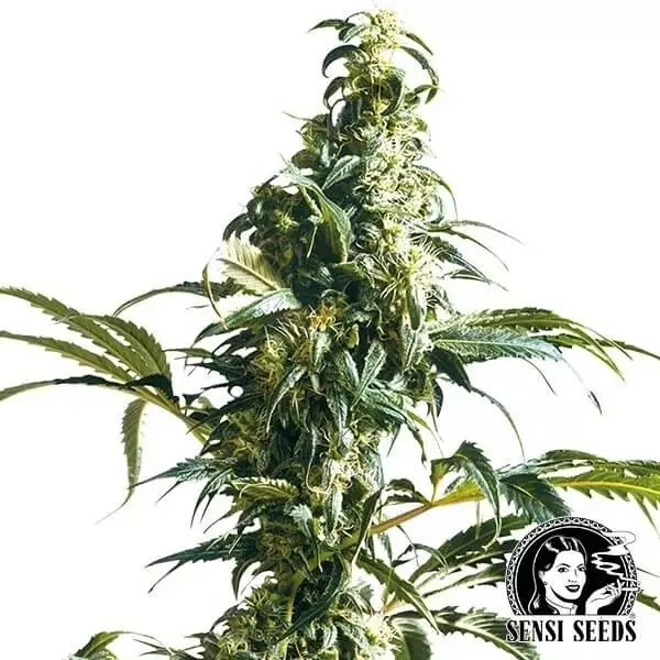 View Mexican Sativa