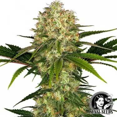 Feminized Afghani 1 Cannabis Plant