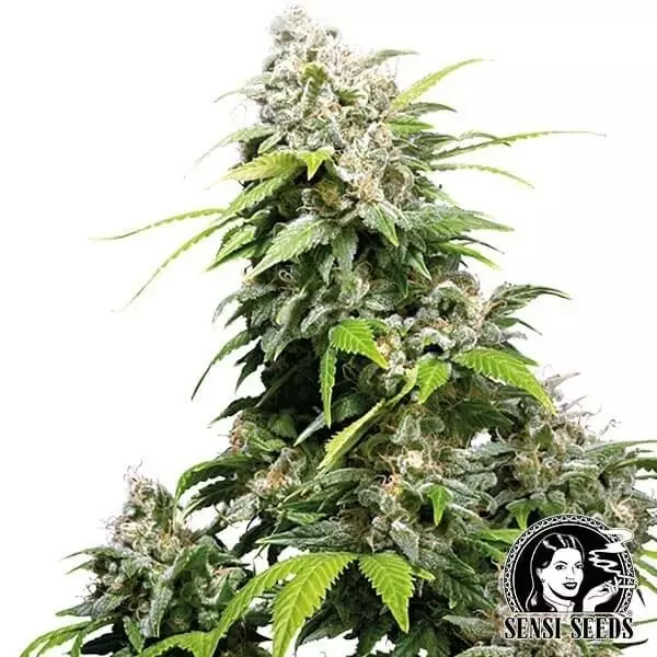 View California Indica Feminizada