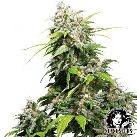 California Indica Feminizada
