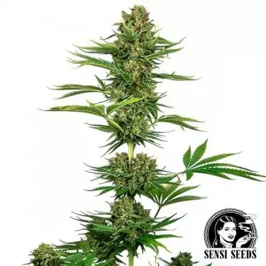 Satin Black Domina CBD Marijuana Plant