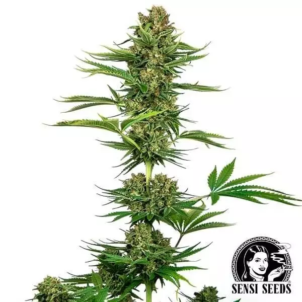 View Plante de cannabis Satin Black Domina CBD