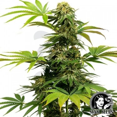 Plante de cannabis Black Harlequin de Sensi Seeds