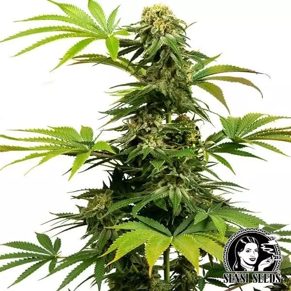 View Black Harlequin de Sensi Seeds rica en CBD - Grow Barato