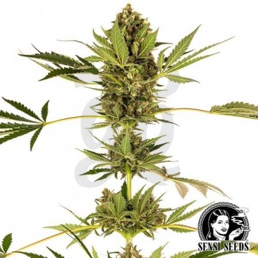 Plante de cannabis Himalayan CBD